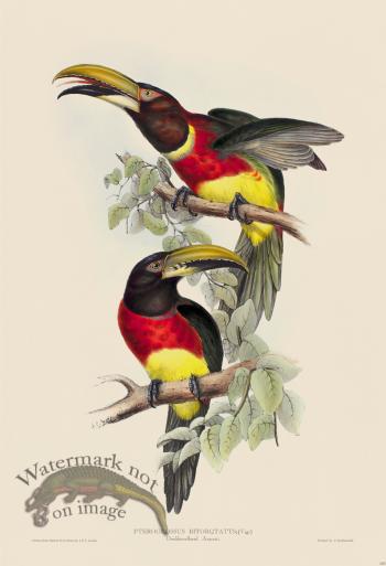 Double-collared Aracari